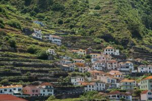 Vida na Madeira, Imagem ilustra o tipo de vida na madeira.