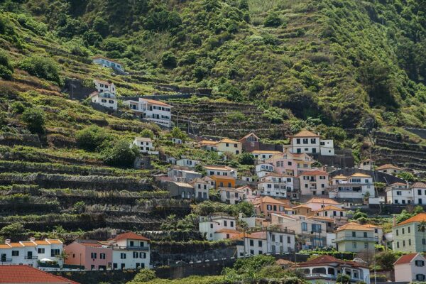 Vida na Madeira, Imagem ilustra o tipo de vida na madeira.